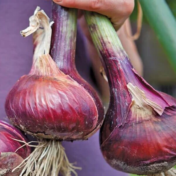 West Coast Seeds Storage Onion